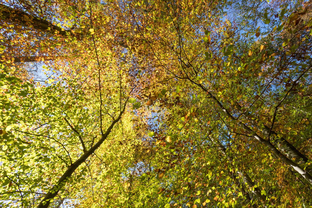 Similar – You know, I’ve got a leafy roof over my head.