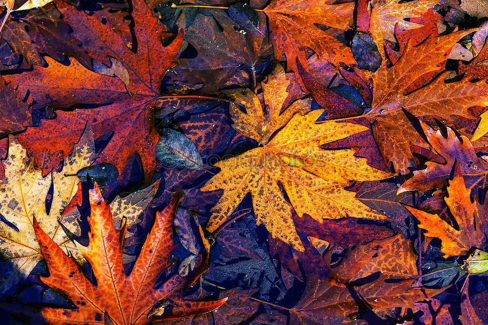 Similar – Image, Stock Photo autumn leaf Environment