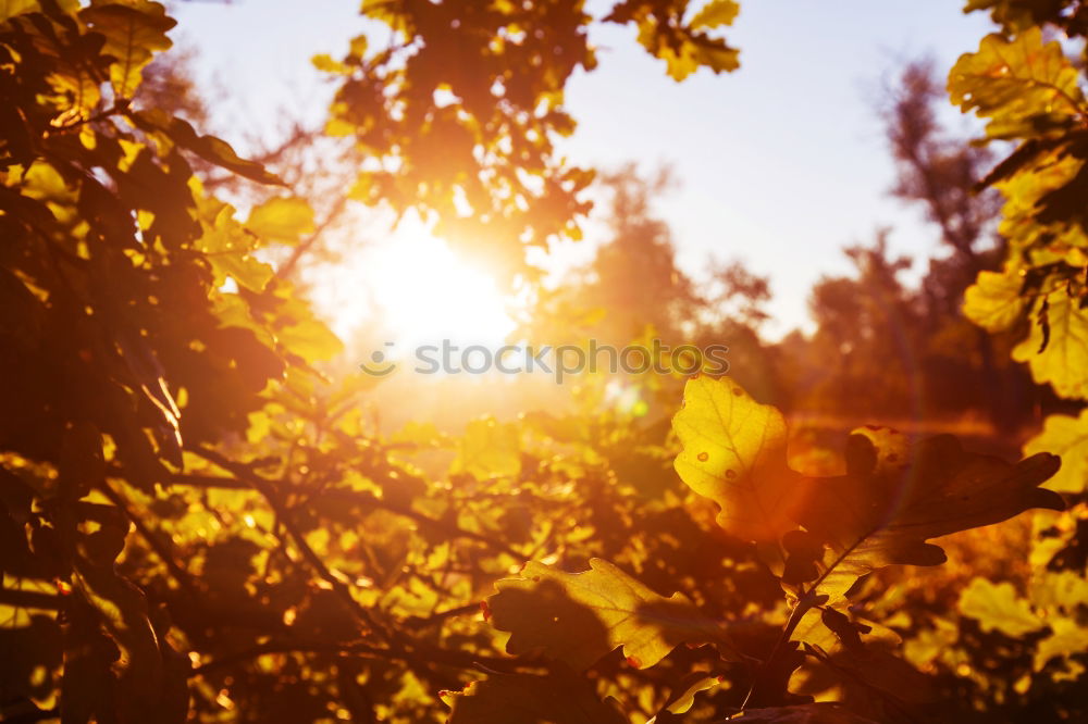 Similar – autumn Environment Nature