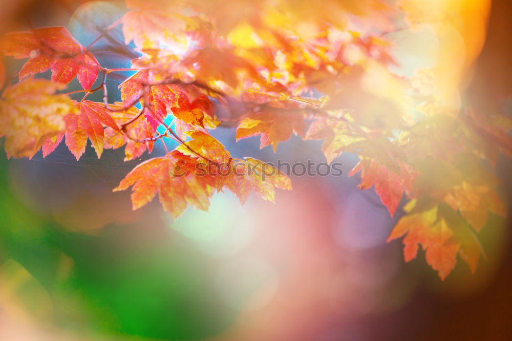 Similar – Image, Stock Photo Drops of leaves Nature