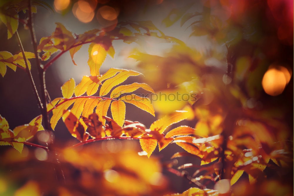 Image, Stock Photo Barbed wire and tendrils of wild wine