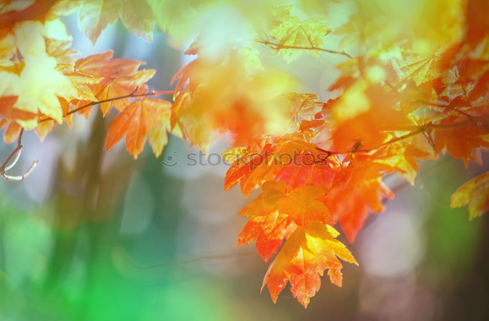 Similar – yellowed Nature Autumn