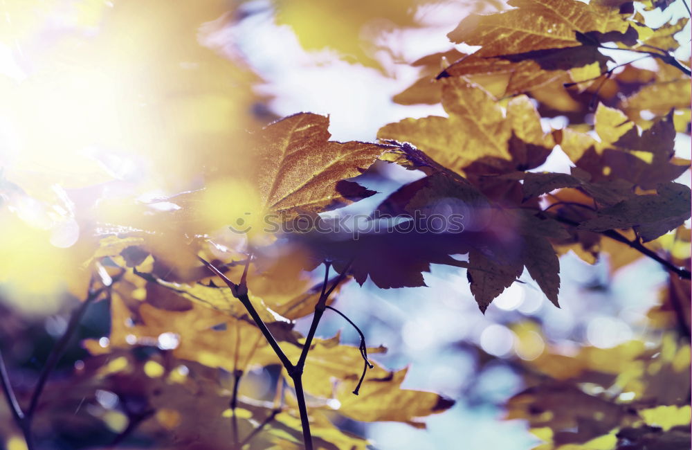 Similar – Foto Bild Waldspaziergang Farbfoto