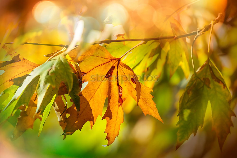 Similar – Autumn in the oak forest