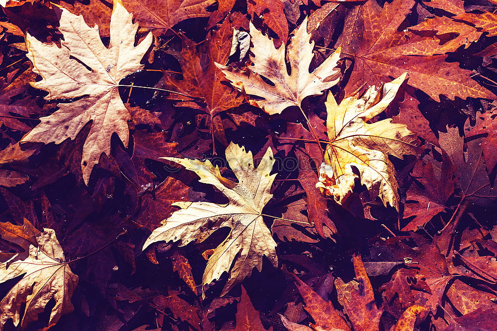 Similar – Image, Stock Photo autumn leaf Environment