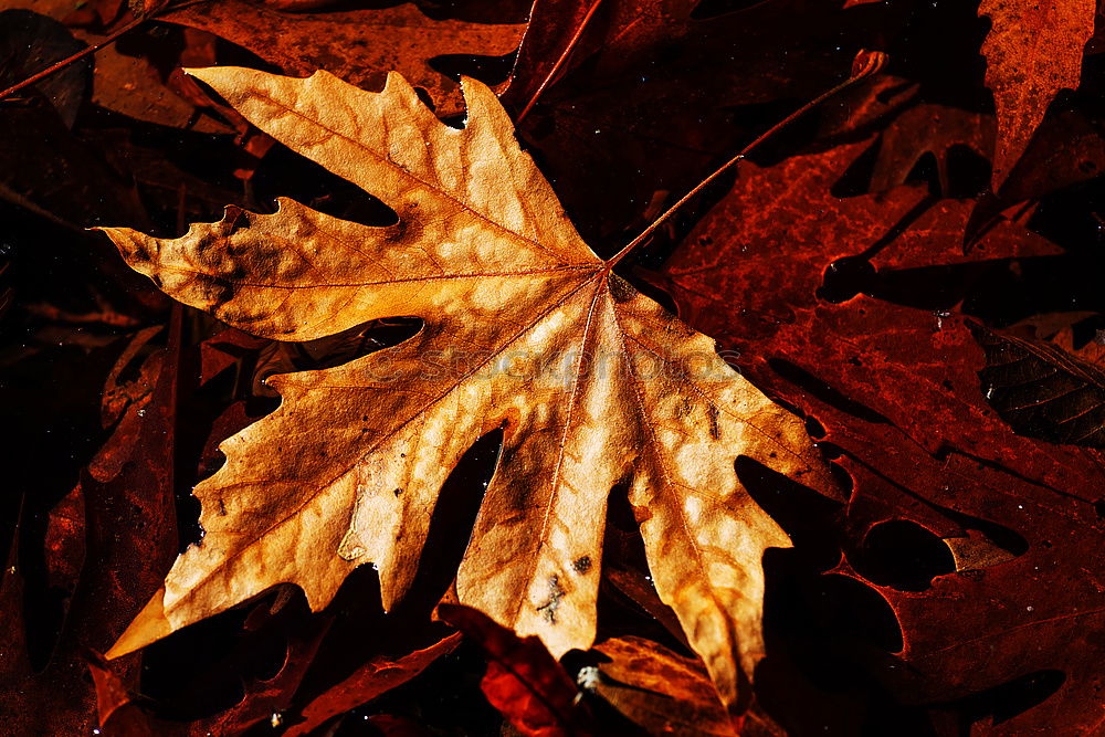Similar – Foto Bild Herbst Pflanze Blatt