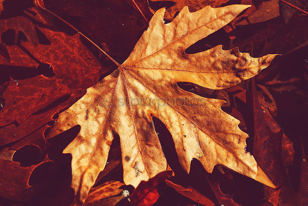 Similar – Nahaufnahme eines herbstlich gelb-braun gefärbten Ahornblattes  auf Holz