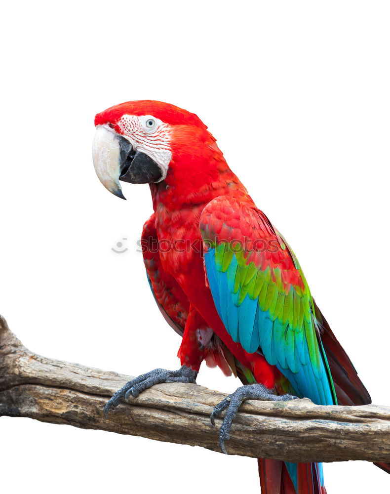 Similar – Image, Stock Photo Scarlett Macaw parrot in Honduras