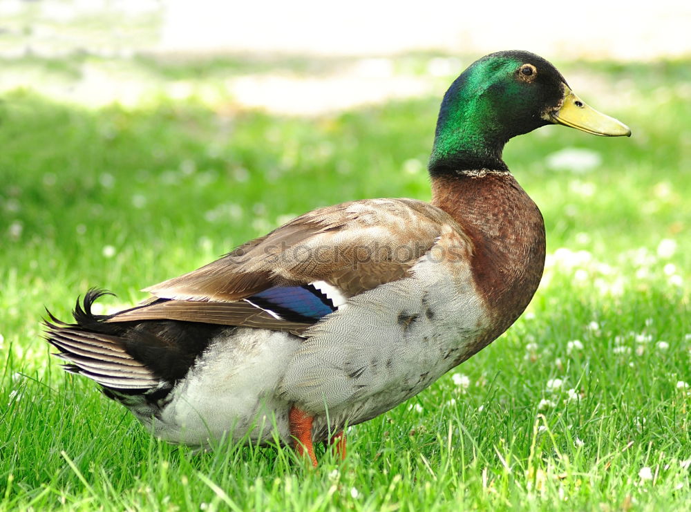 Image, Stock Photo Easterpel Drake Meadow