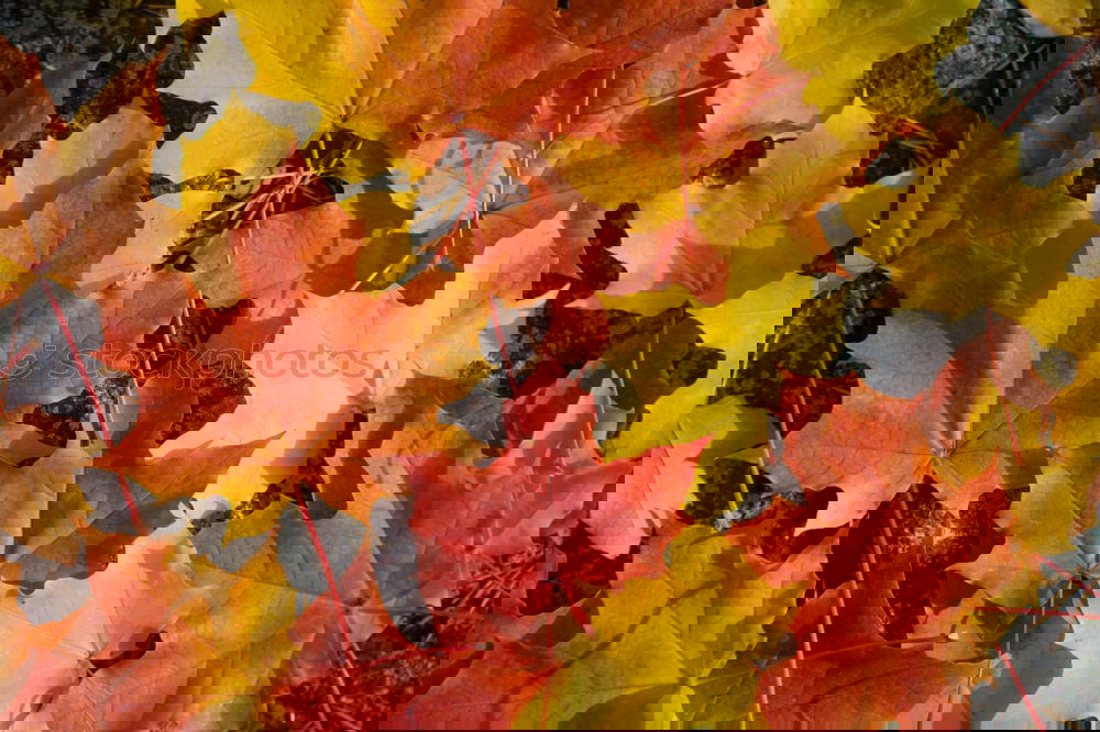 Similar – Image, Stock Photo autumn leaf Environment