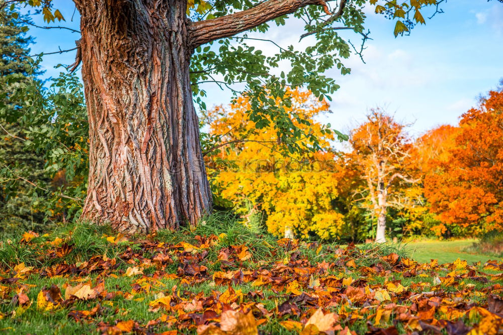 Similar – Autumn leaves under a tree in the fall