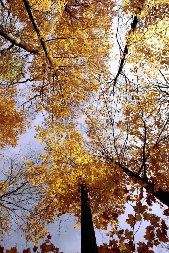 Similar – Herbstlich gerahmt Glück