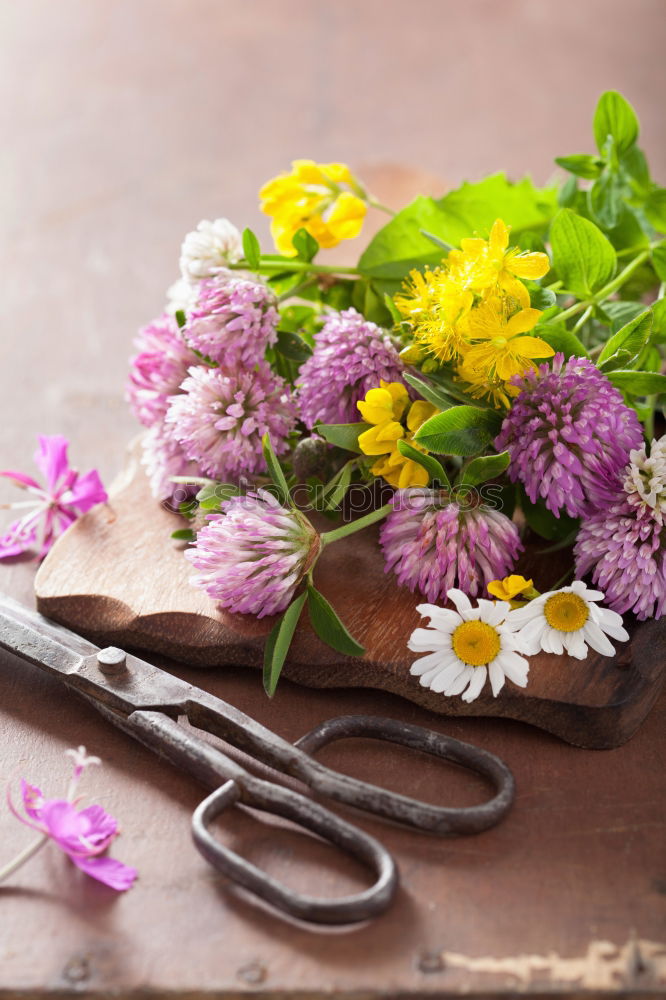 Similar – Image, Stock Photo Onopordum and herbalism.Thistle