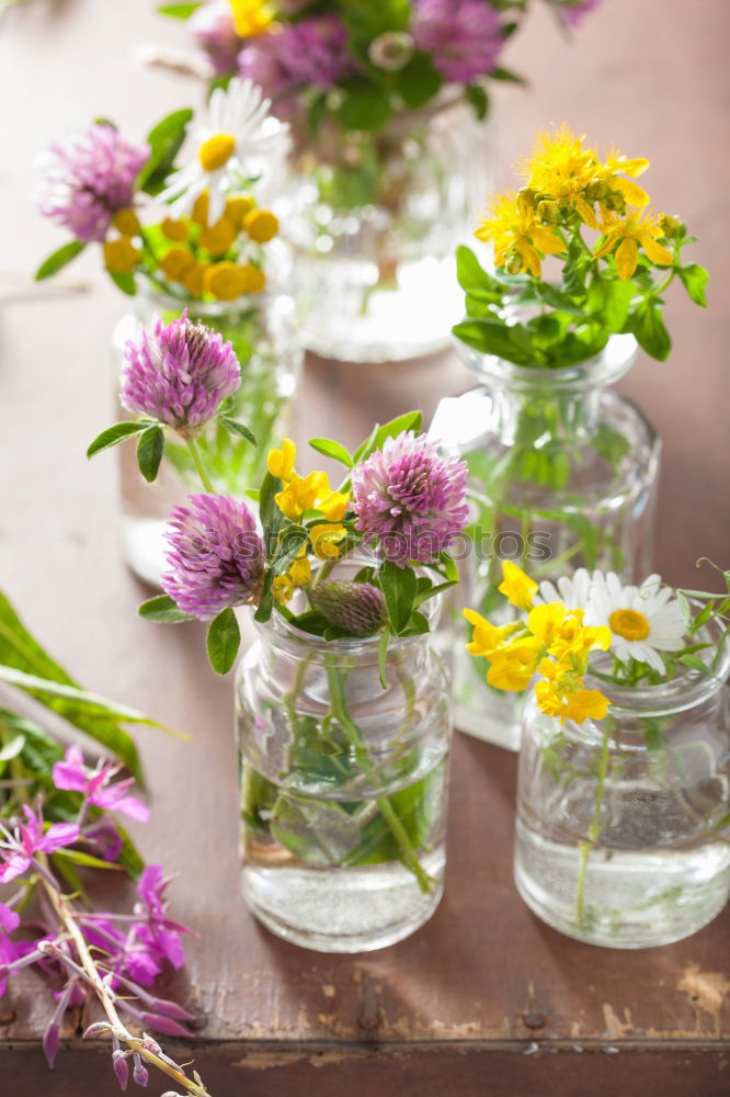 Similar – Pickling cucumbers with home garden vegetables and herbs