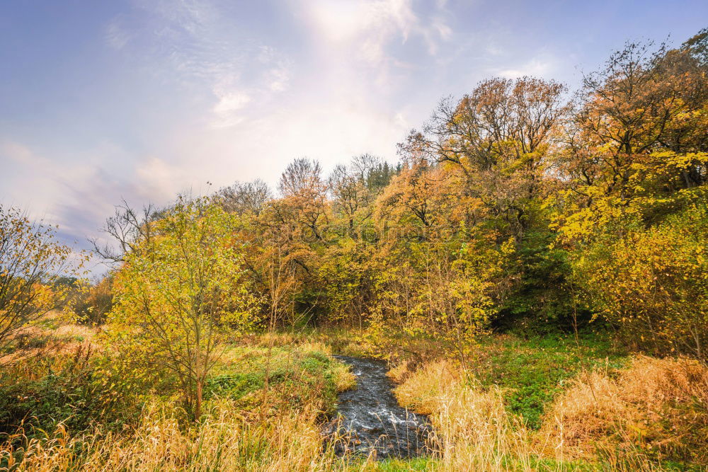 Image, Stock Photo tree felling
