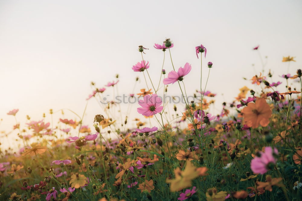 Similar – Image, Stock Photo Autumn garden with colorful flowers and shrubs