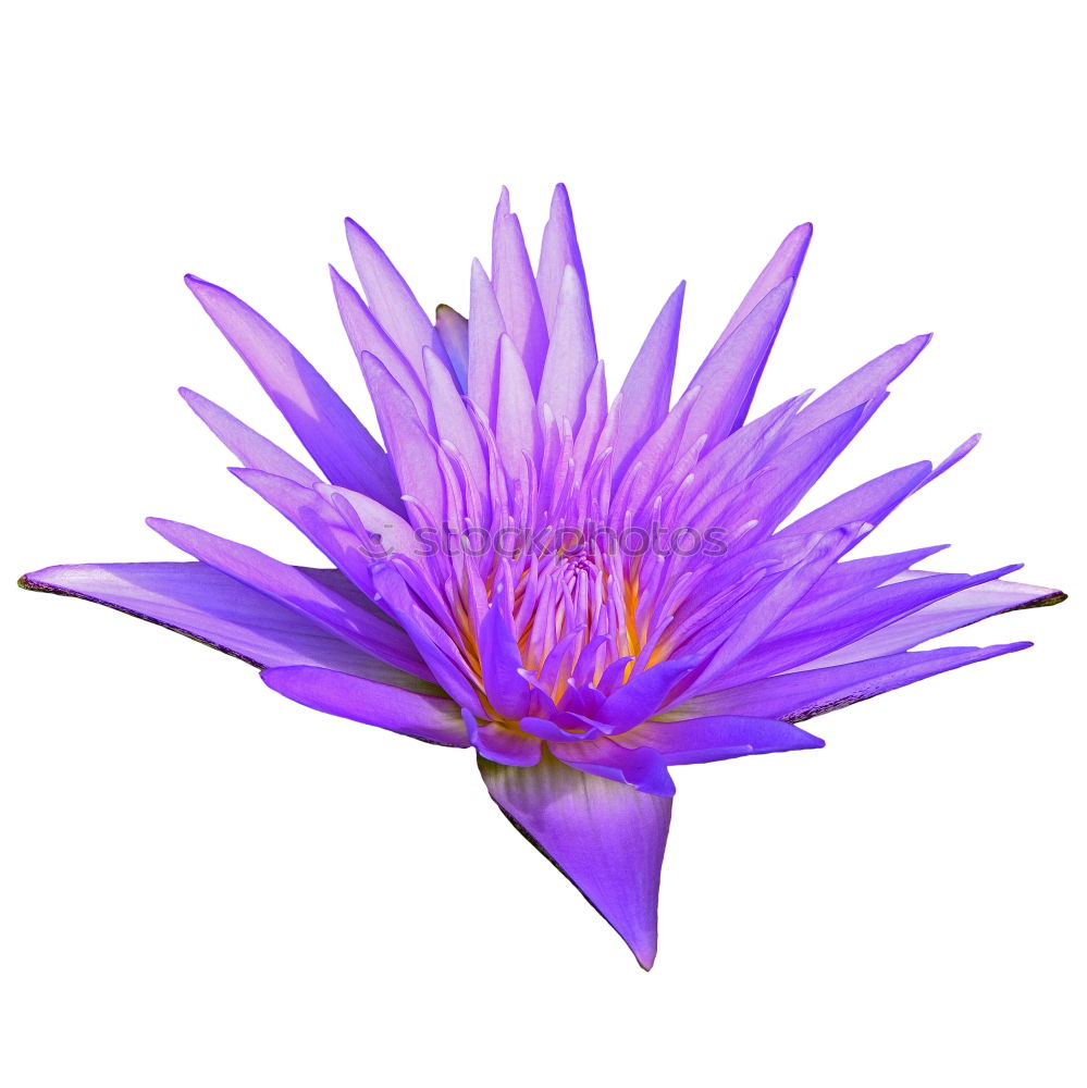 Similar – Image, Stock Photo cornflower Cornflower