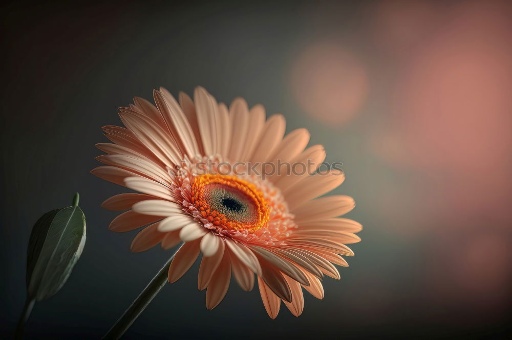 Similar – Image, Stock Photo Marguerite in children’s hands