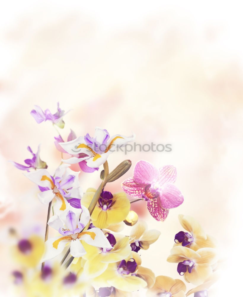 Similar – Image, Stock Photo Delicate flowers of orchids