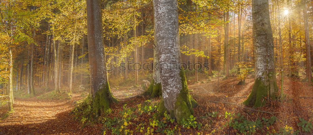 Similar – Image, Stock Photo Sunbeams in the forest