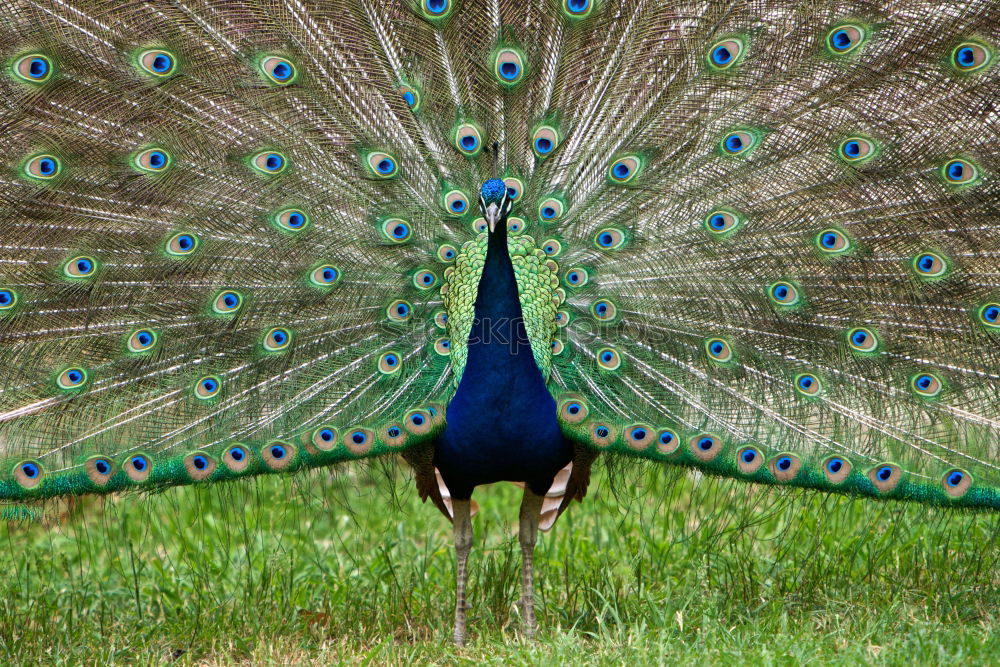 Similar – Blue peacock Animal