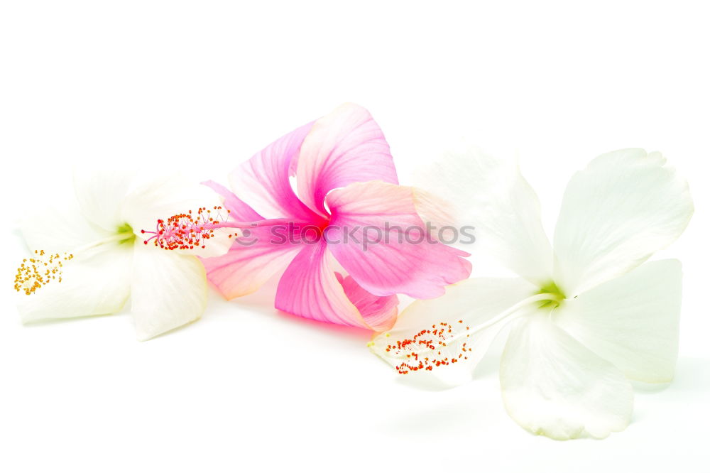 Similar – Image, Stock Photo Two pink cosmea flowers (white background)