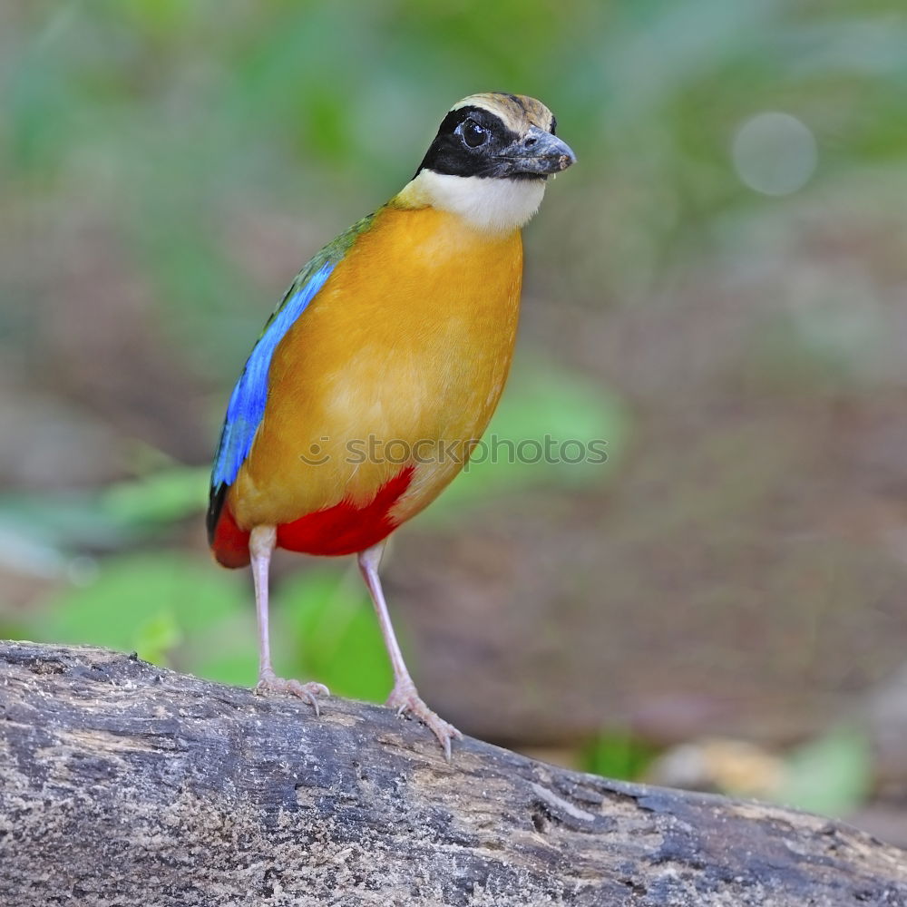 Similar – Image, Stock Photo A colorful Superb Starling in Tanzania