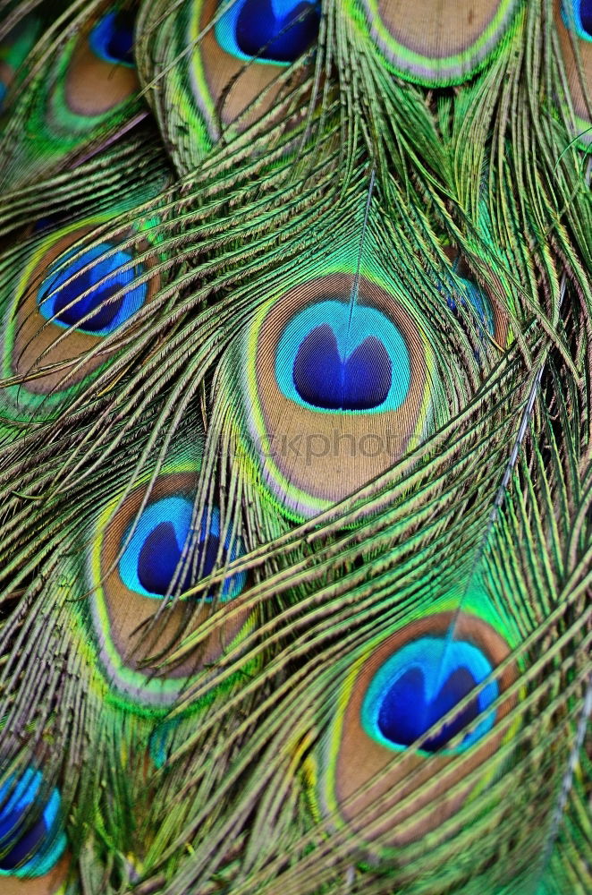 Similar – peacock eyes Animal