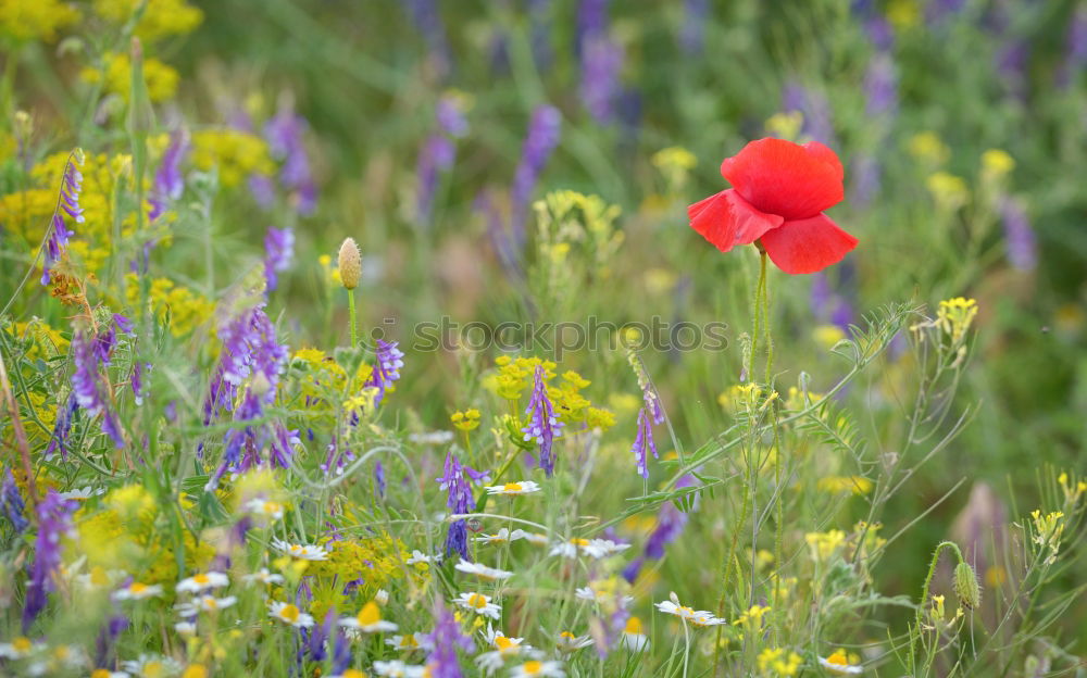 Image, Stock Photo Poppies and more. Summer