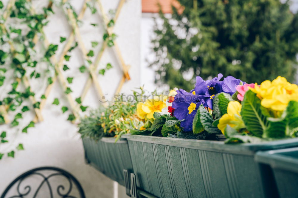 Similar – Image, Stock Photo Flower pots stand on a stone staircase on the steps at the side of the road. A garden bench stands behind it. It is autumn.