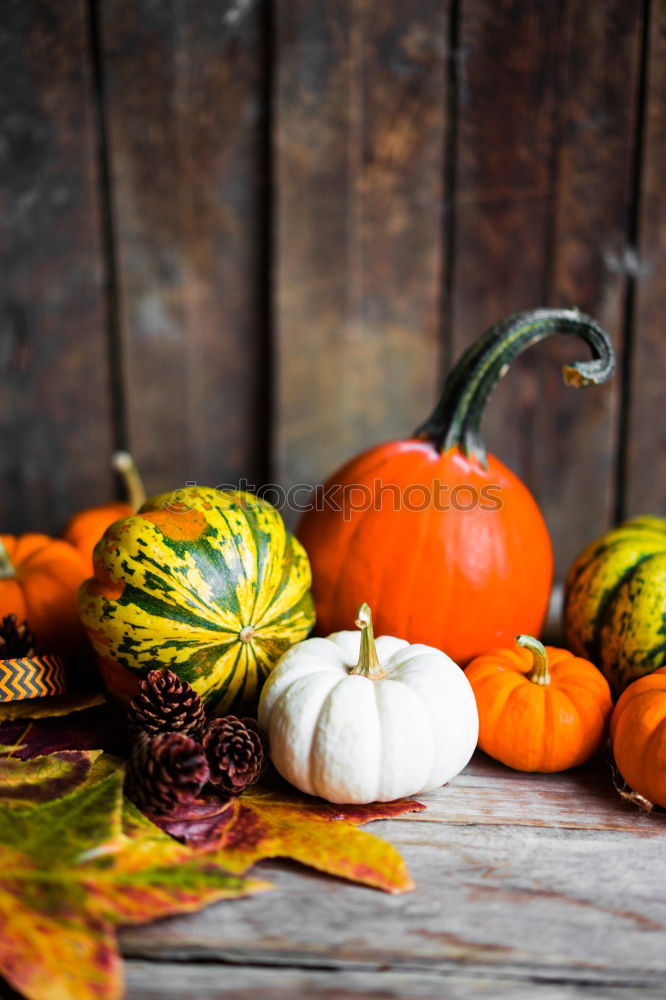 Similar – Pumpkin on herb leaves