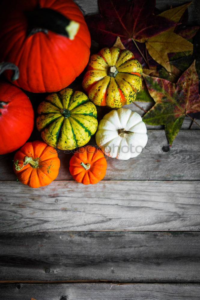 Similar – Pumpkin on herb leaves