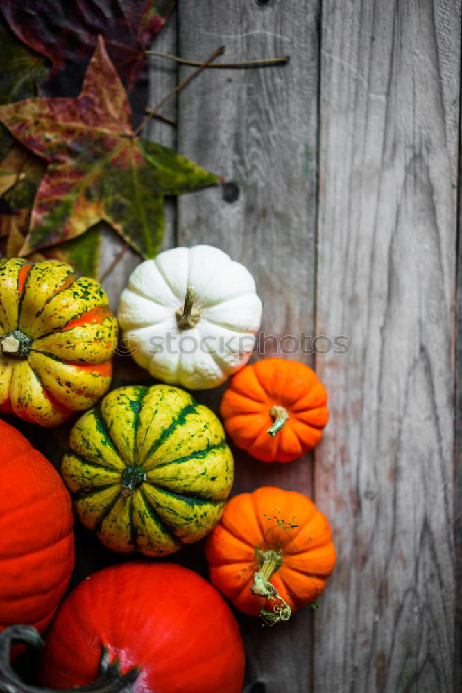 Similar – Pumpkin on herb leaves