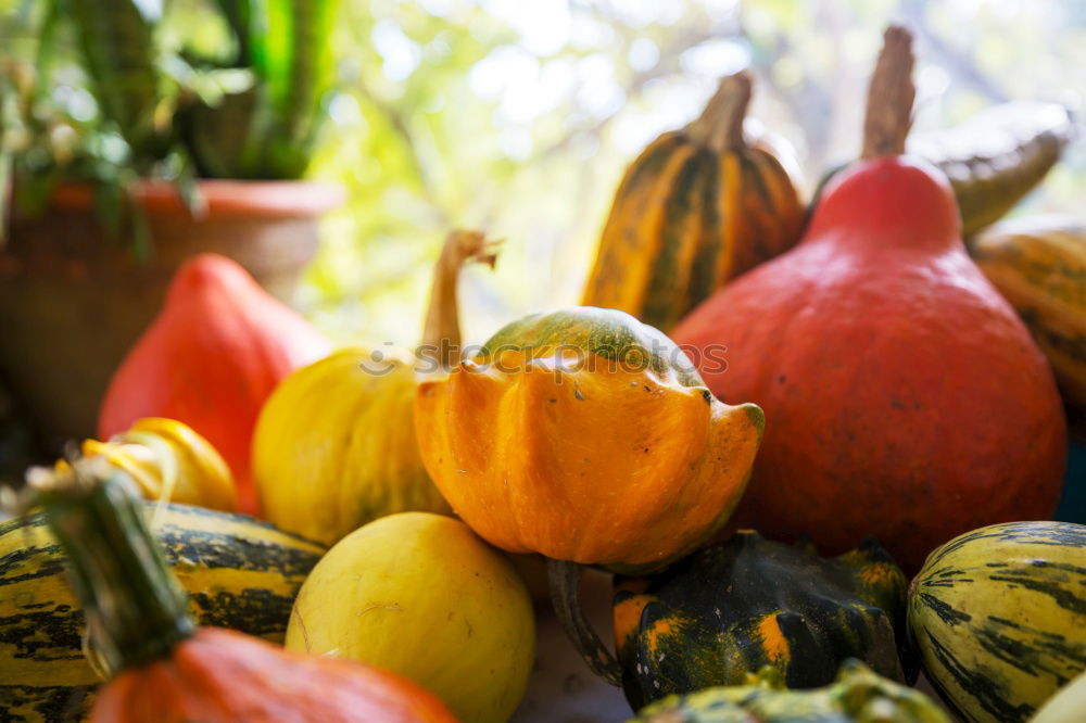 Image, Stock Photo Quince Physalis Chestnut Rose Hip