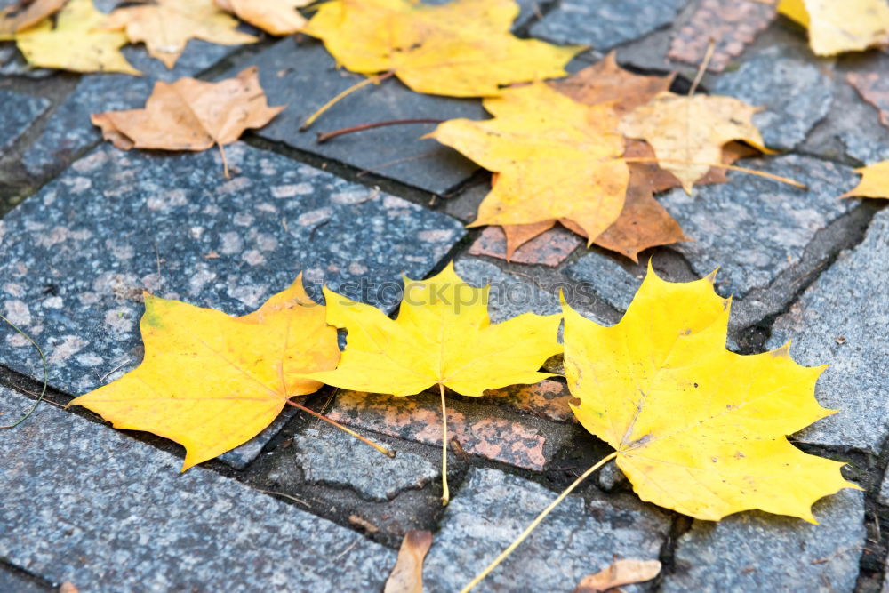 Similar – Image, Stock Photo leaf Nature Plant Autumn