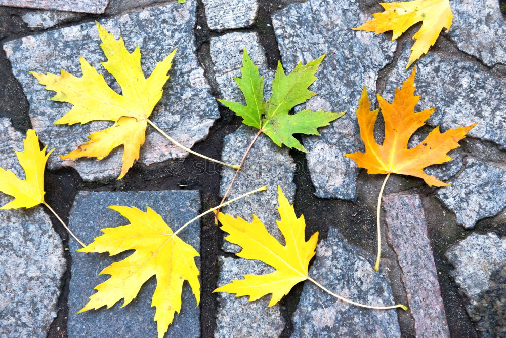 Similar – Foto Bild herbstwind Lieferwagen