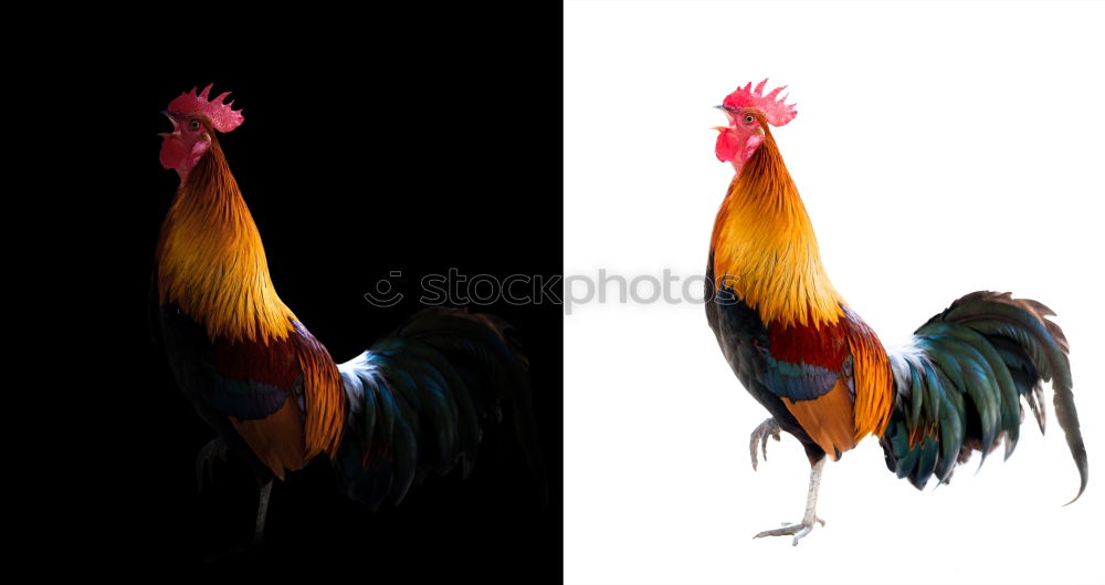 Similar – Foto Bild lonely chicken Tier Himmel