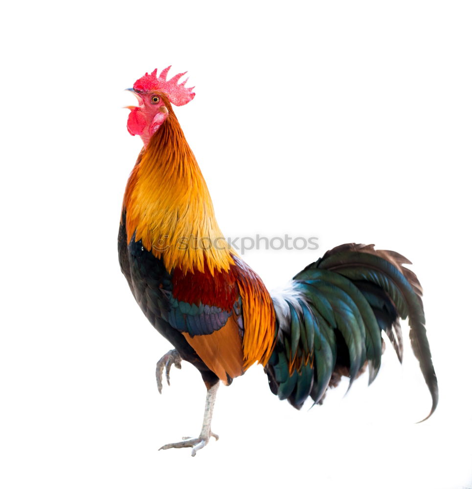 Similar – rooster singing in the morning