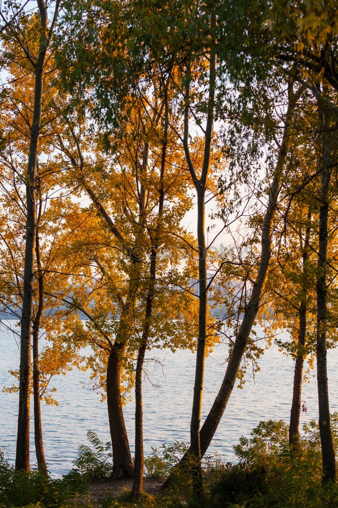 Similar – Image, Stock Photo Tree stands by the lake in autumn