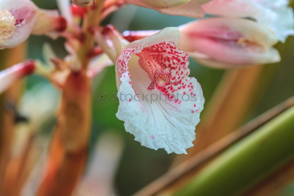 Similar – Flowers Bouquet Of Spring Wet Tulips On Table