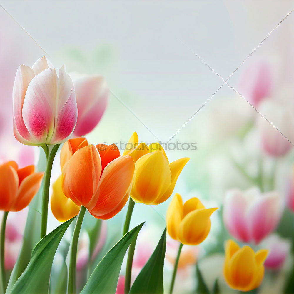 Similar – Image, Stock Photo Spring greeting yellow pink red flowers bouquet of flowers