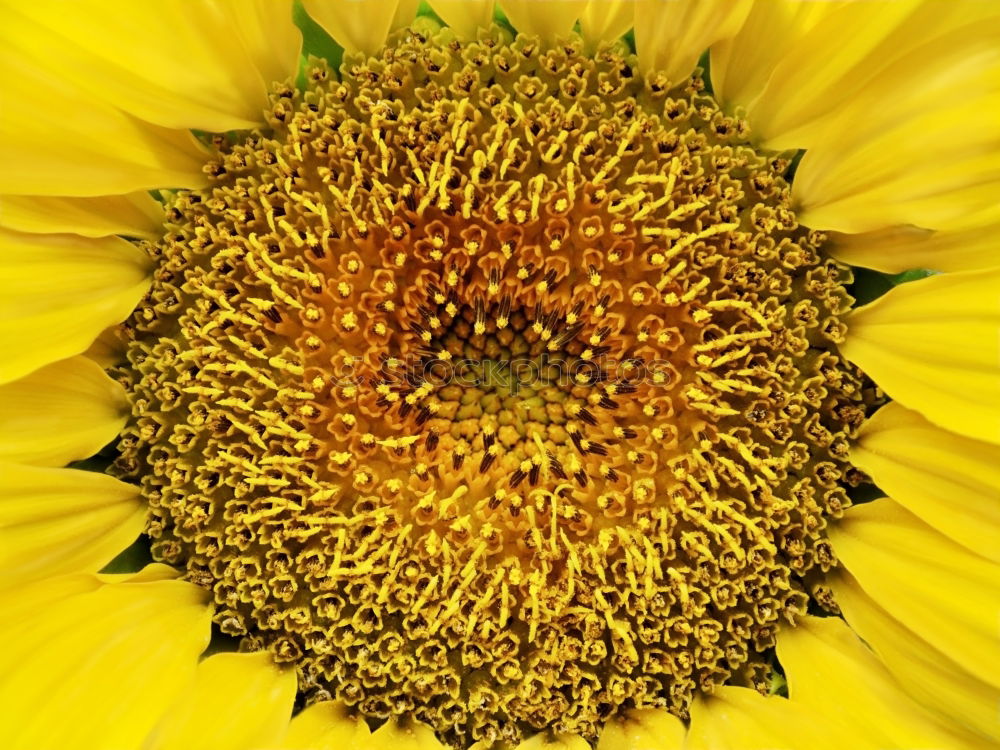 Similar – Sunflower Macro Summer