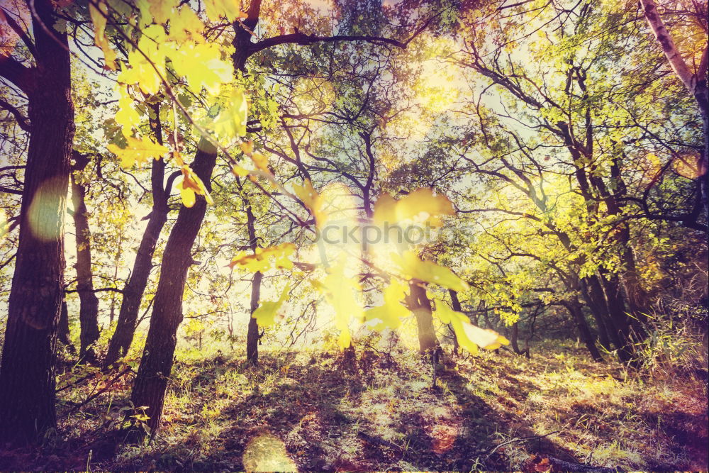 Similar – Image, Stock Photo Polaroid. Forest in autumn. Nature, trees. forest path