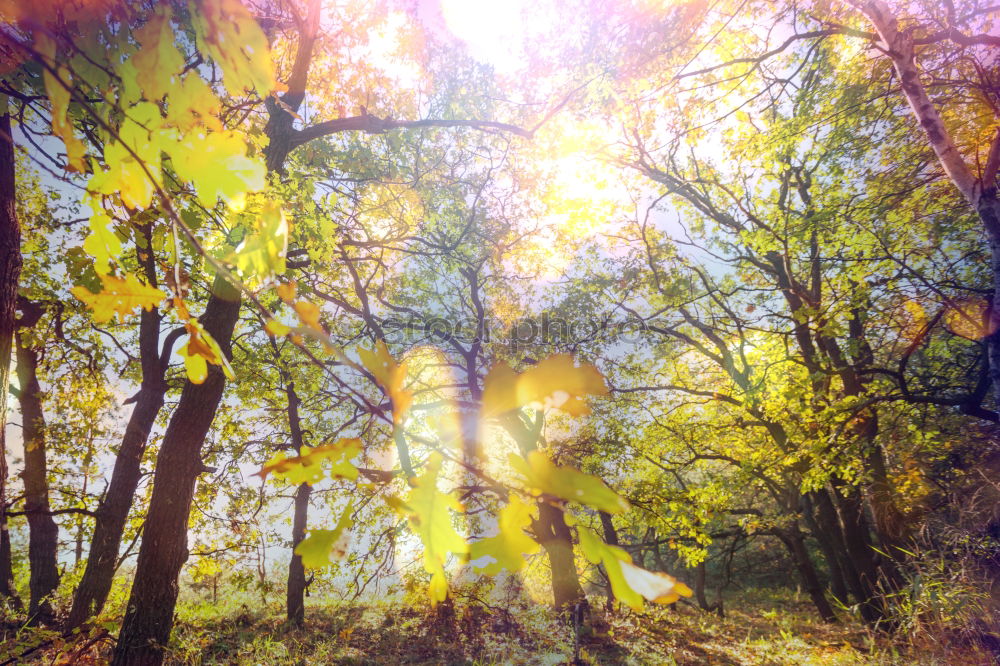 Similar – Image, Stock Photo Polaroid. Forest in autumn. Nature, trees. forest path