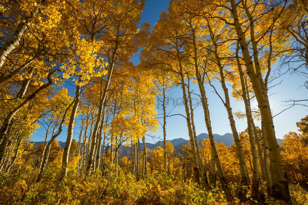 Similar – Image, Stock Photo Aspen in Fall Beautiful