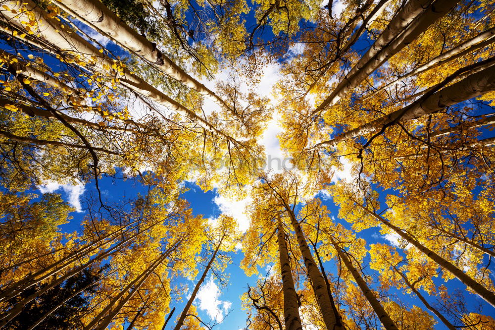 Similar – Image, Stock Photo Looking up in the beer garden