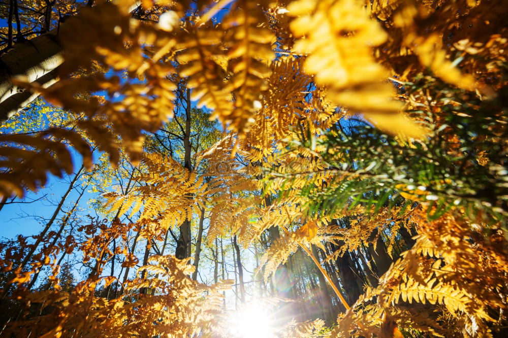 Similar – Tree fern in sunlight