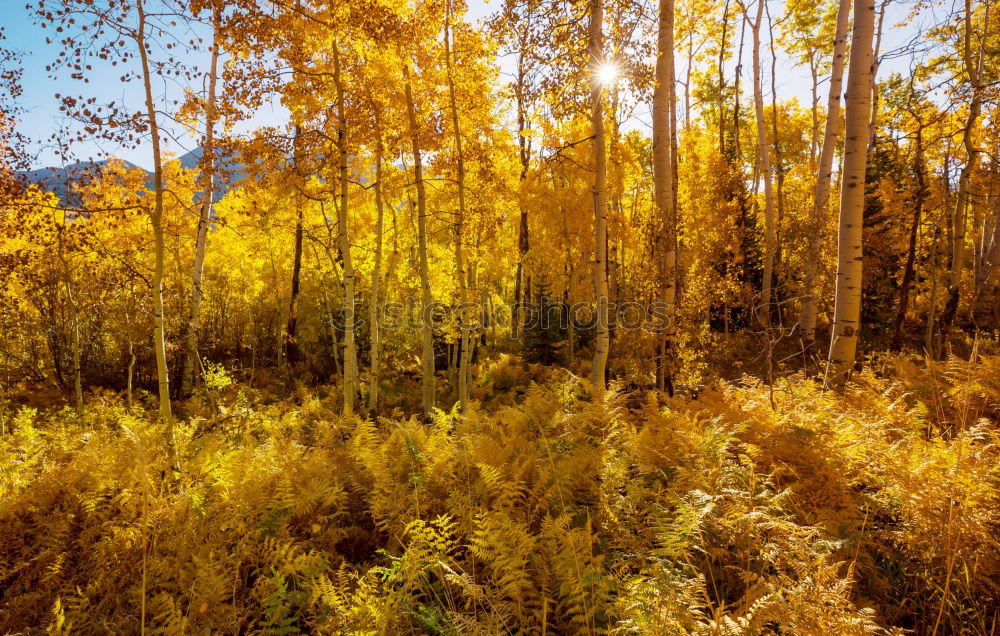 Image, Stock Photo Aspen in Fall Beautiful