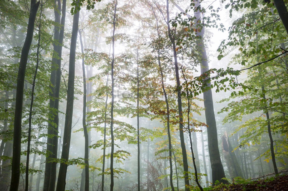 Similar – Image, Stock Photo summer forest Environment