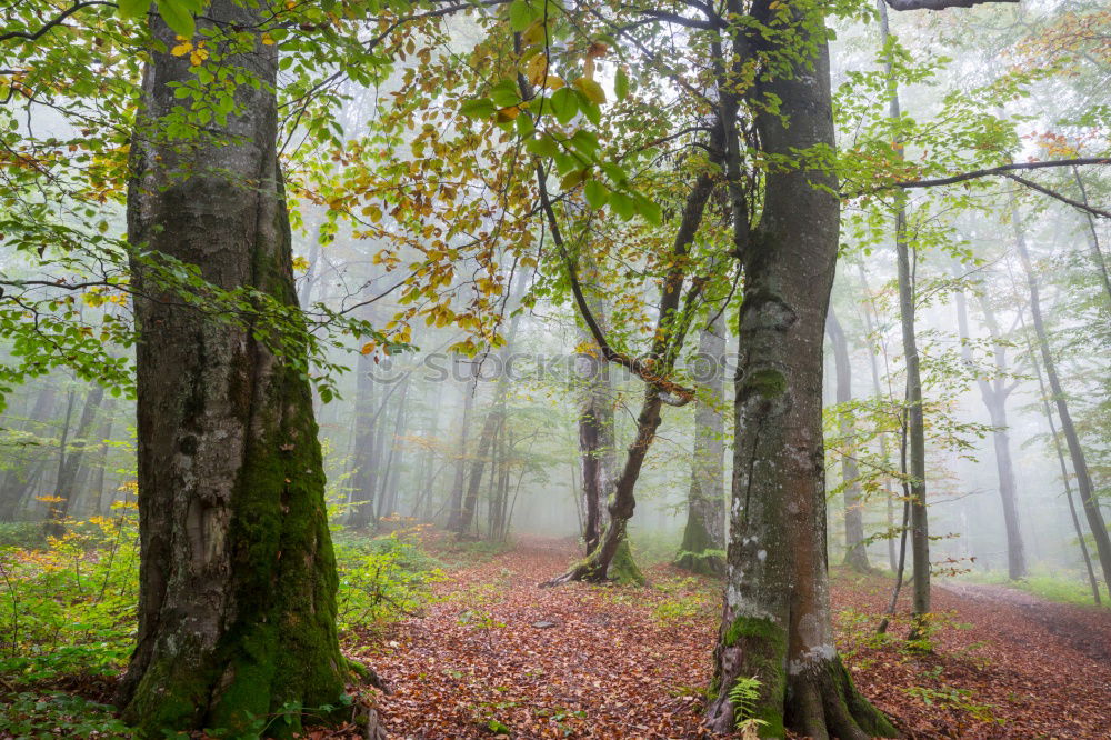 Similar – Image, Stock Photo Autumn Forest Road No. 5